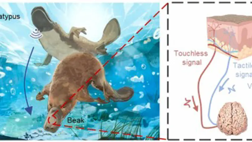 A platypus-inspired electro-mechanosensory finger for remote control and tactile sensing